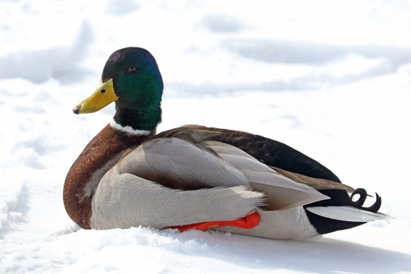Just Chillin by Deb Oppermann